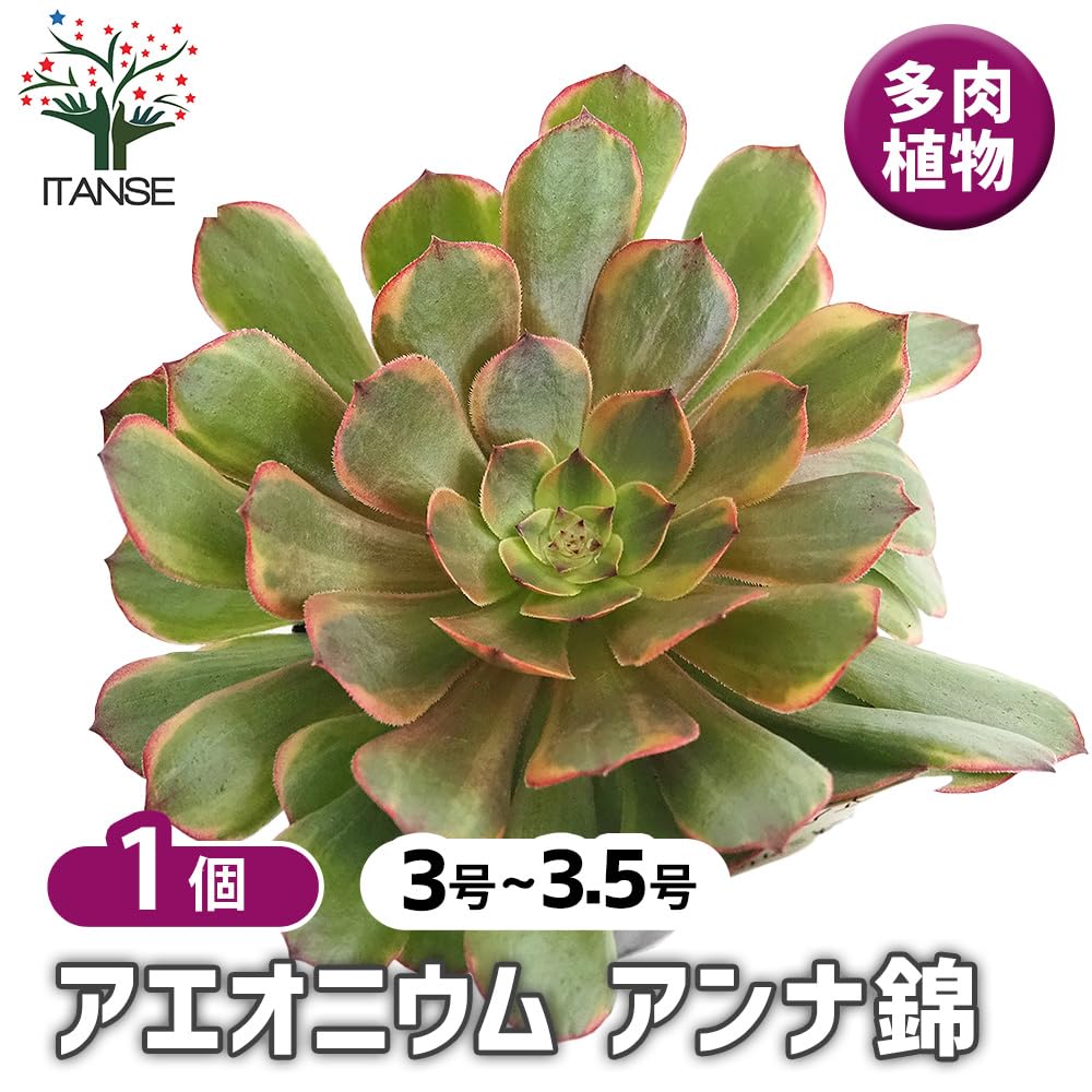 99 #多肉植物アエオニウム錦❤️ 洛神❤️12頭24cm拔き苗！ Amazon｜ITANSE アエオニウム アンナ錦 3～3.5号 1個売り 多肉
